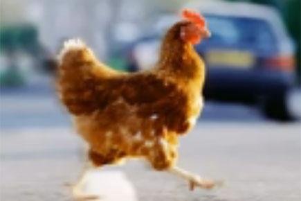 Chicken road game, chicken road spel